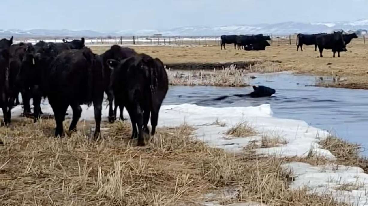 A cow attempts to swim through flood waters near the Bear River in Rich County. State officials estimate that 20-30 ranches along the Bear River have been impacted by flooding and say a number of cattle have died.