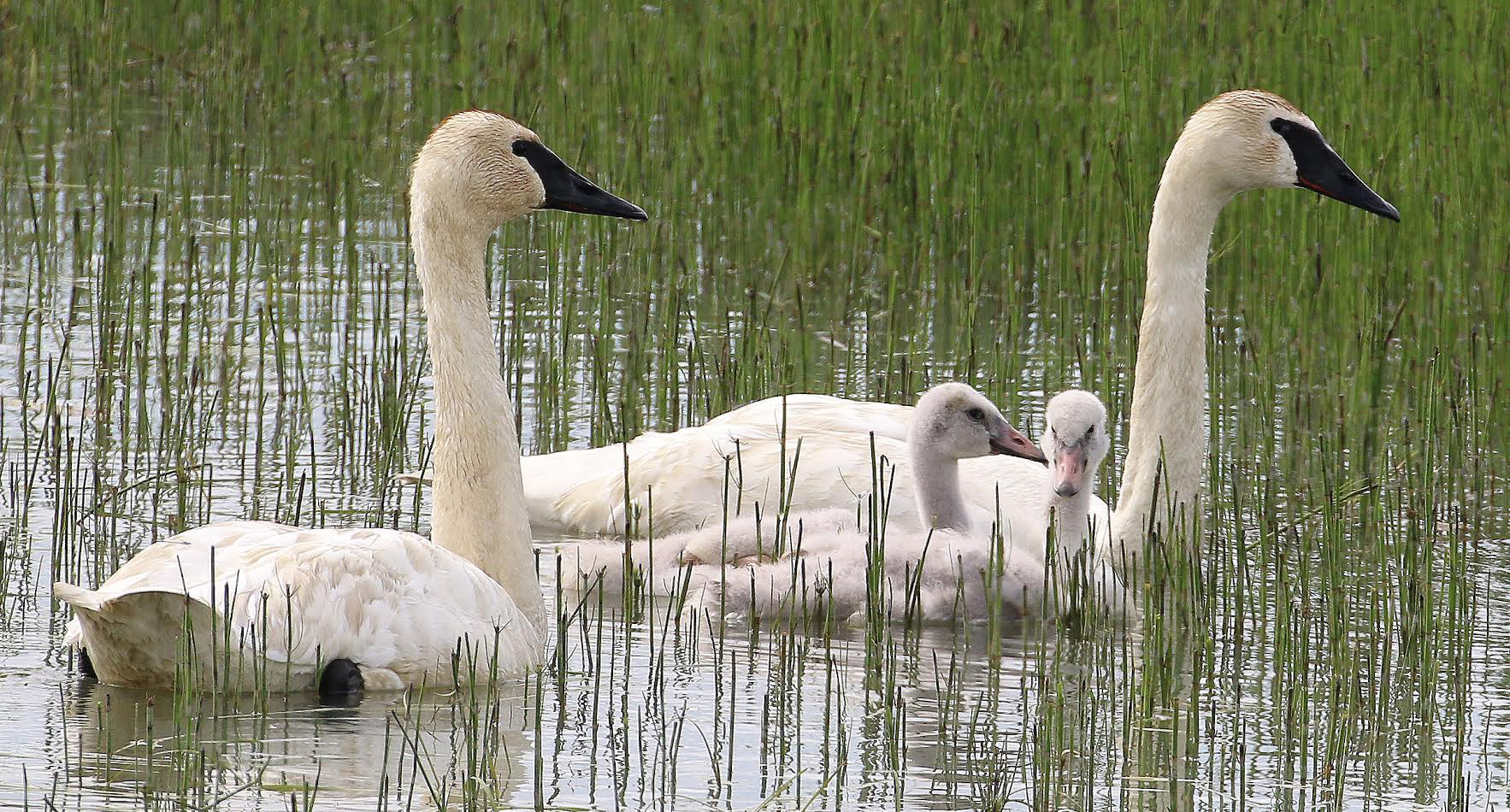 Trumpeter swans swim around a wetland in 2017. The Utah Division of Wildlife Resources is recommending an end to hunting trumpeter swans as the swan hunting season has ended prematurely the last four years.