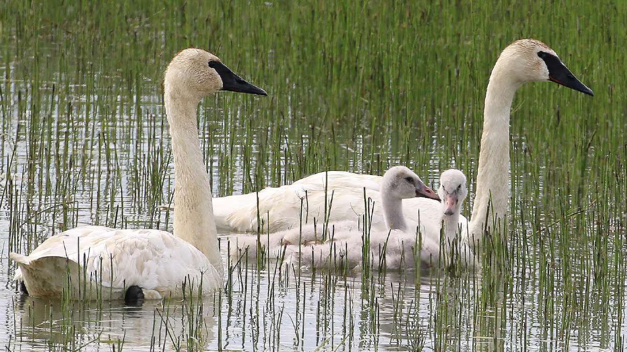 Trumpeter swans swim around a wetland in 2017. The Utah Division of Wildlife Resources is recommending an end to hunting trumpeter swans as the swan hunting season has ended prematurely the last four years.