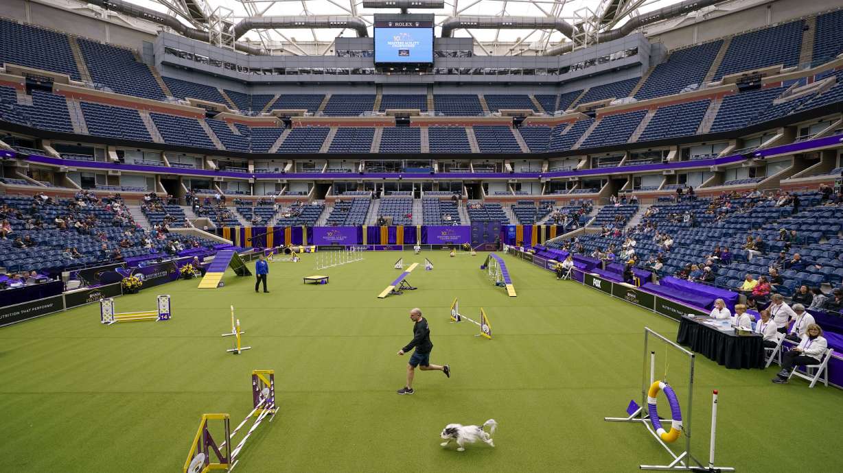 A handler and his dog compete in the agility preliminaries inside Arthur Ashe stadium during the 147th Westminster Kennel Club Dog show, Saturday, May 6, 2023, at the USTA Billie Jean King National Tennis Center in New York.