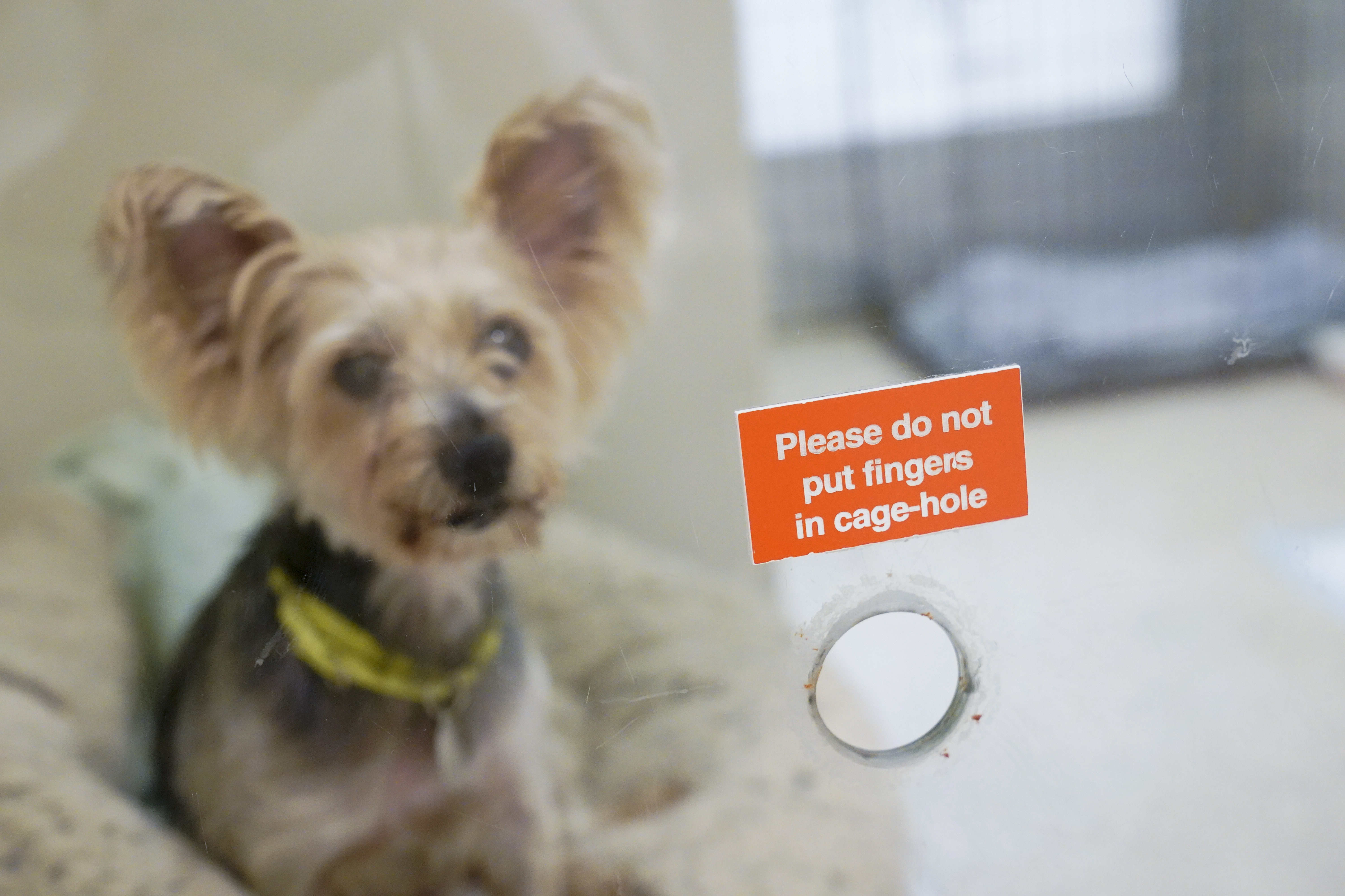 Melanie, one of the dogs being cared for at the ASPCA adoption center, sits behind a treat hole in her kennel at the ASPCA, Friday, April 21, 2023, on the Upper West Side neighborhood of New York. While the Westminster Kennel Club crowns the cream of the canine elite on one of tennis' most storied courts next week, another 19th-century institution across town will be tending to dogs that have had far more troubled lives. New York is home to both the United States' most prestigious dog show and its oldest humane society, the American Society for the Prevention of Cruelty to Animals. Their histories entwine: Some proceeds from the very first Westminster dog show, in 1877, helped the young ASPCA build its first dog and cat shelter years later. 