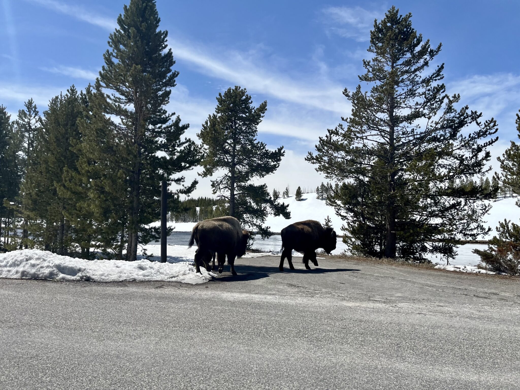 A group of bison cross the road in Yellowstone National Park near the Madison River in April 2023.