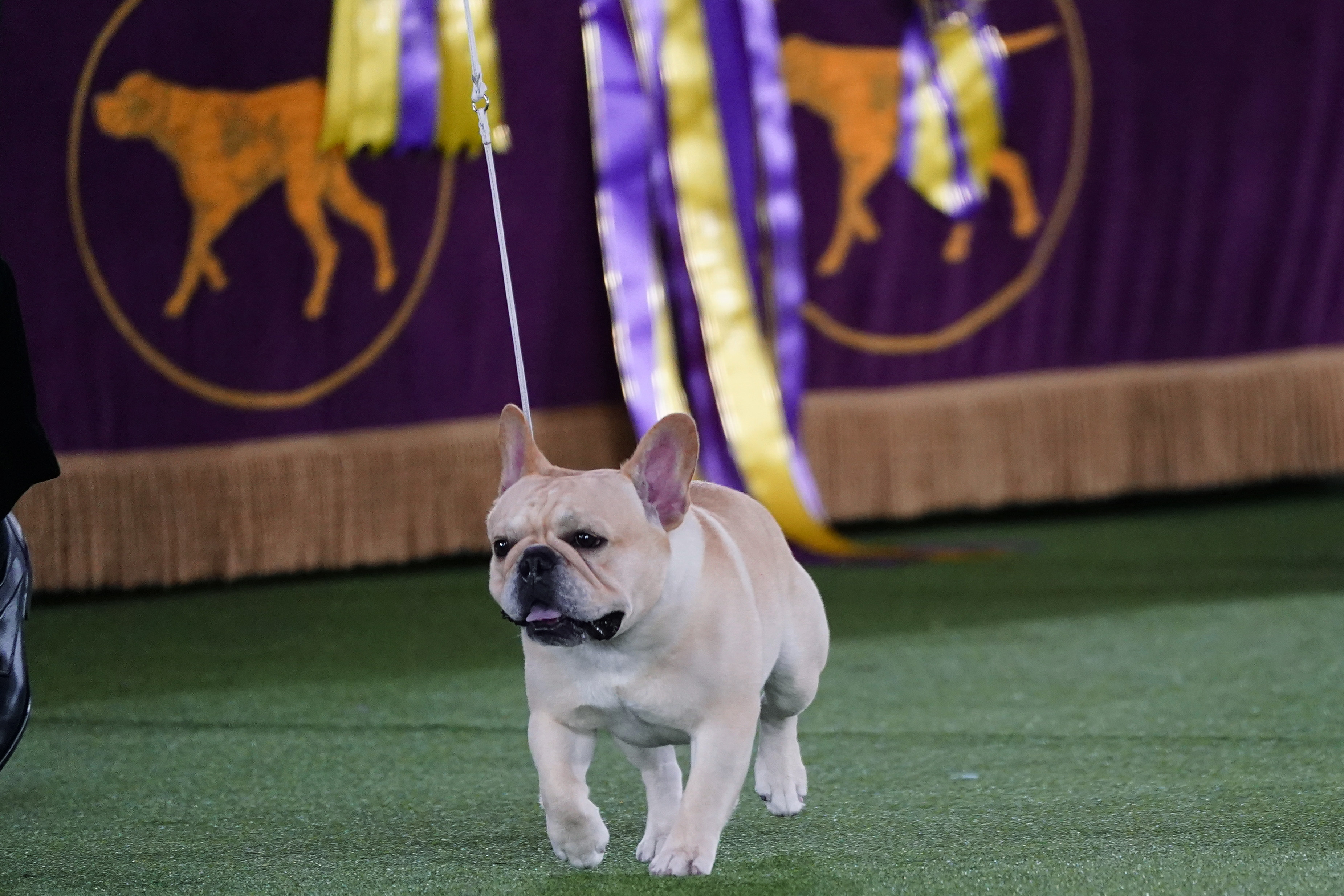 FILE - Winston, a French bulldog, competes for Best in Show at the 146th Westminster Kennel Club Dog Show, Wednesday, June 22, 2022, in Tarrytown, N.Y. French bulldogs are ranked as the United States' favorite dog breed, yet none has ever won the nation's pre-eminent dog show. This year, Winston is a strong contender to take the trophy at the Westminster Kennel Club dog show.
