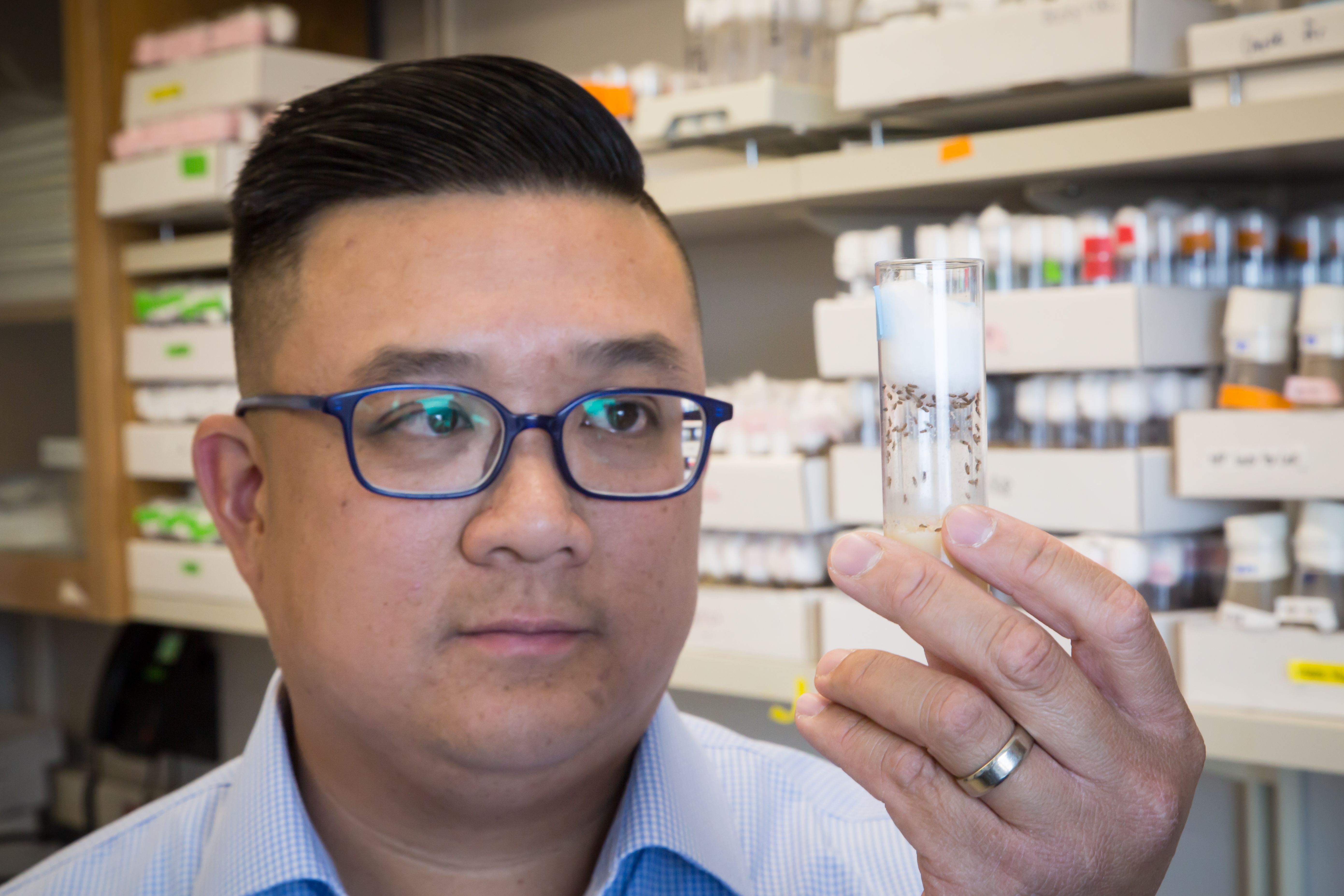 Clement Chow observes fruit flies at his lab at the University of Utah. A University of Utah researcher is using fruit flies to screen drugs that could be used to treat patients with SynGAP-1, a rare genetic disease.