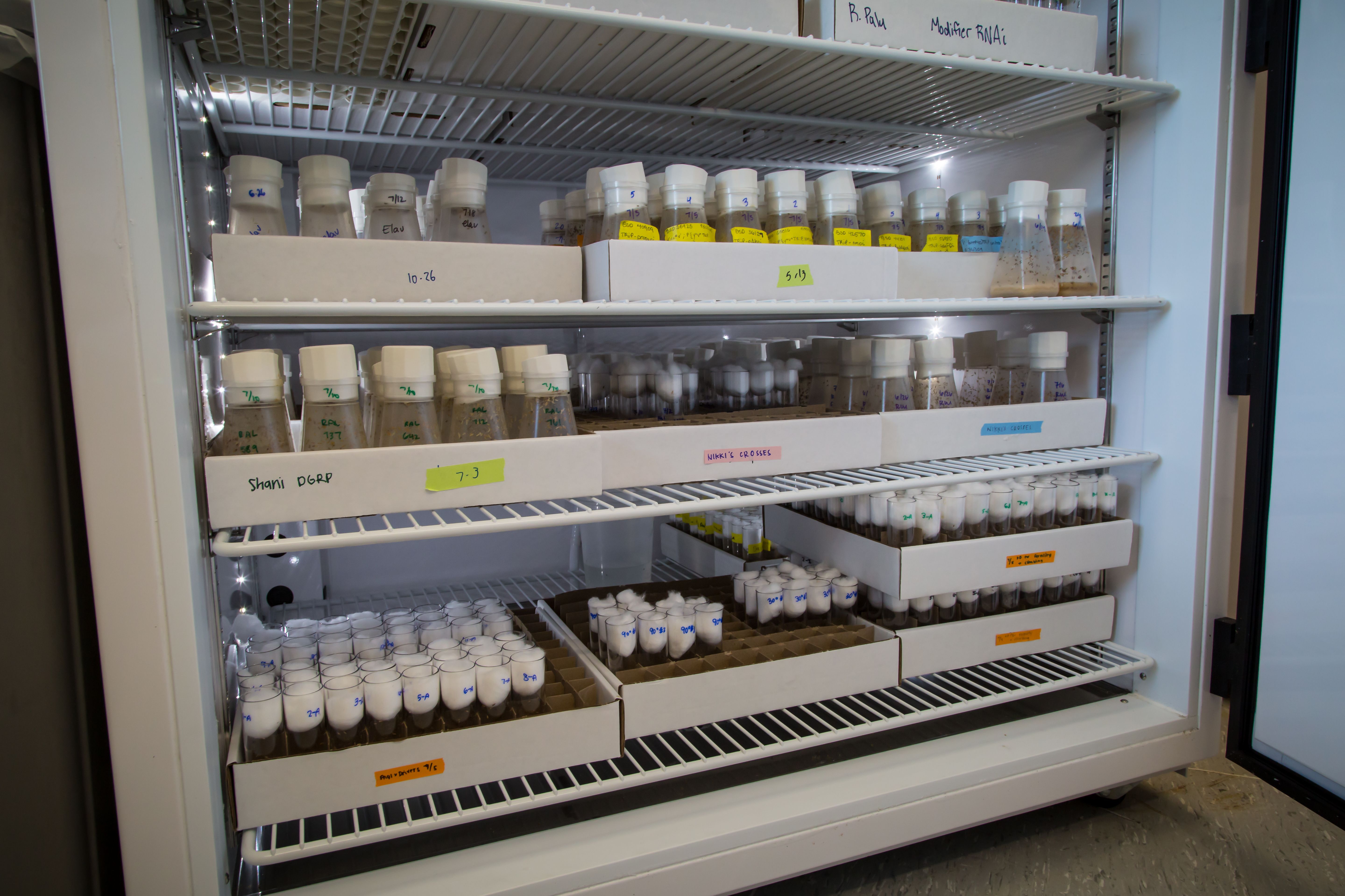 A University of Utah researcher is using fruit flies to screen drugs that could be used to treat patients with SynGAP-1, a rare genetic disease.