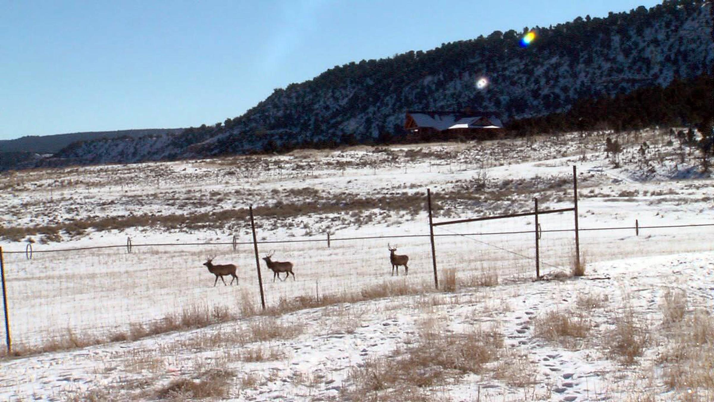 Elk roam at a ranch near Tabby Mountain in Duchesne County on Dec. 19, 2011. A recent lawsuit alleges state agencies participated in a racially discriminatory conspiracy to keep the Ute Indian Tribe from purchasing the mountain.