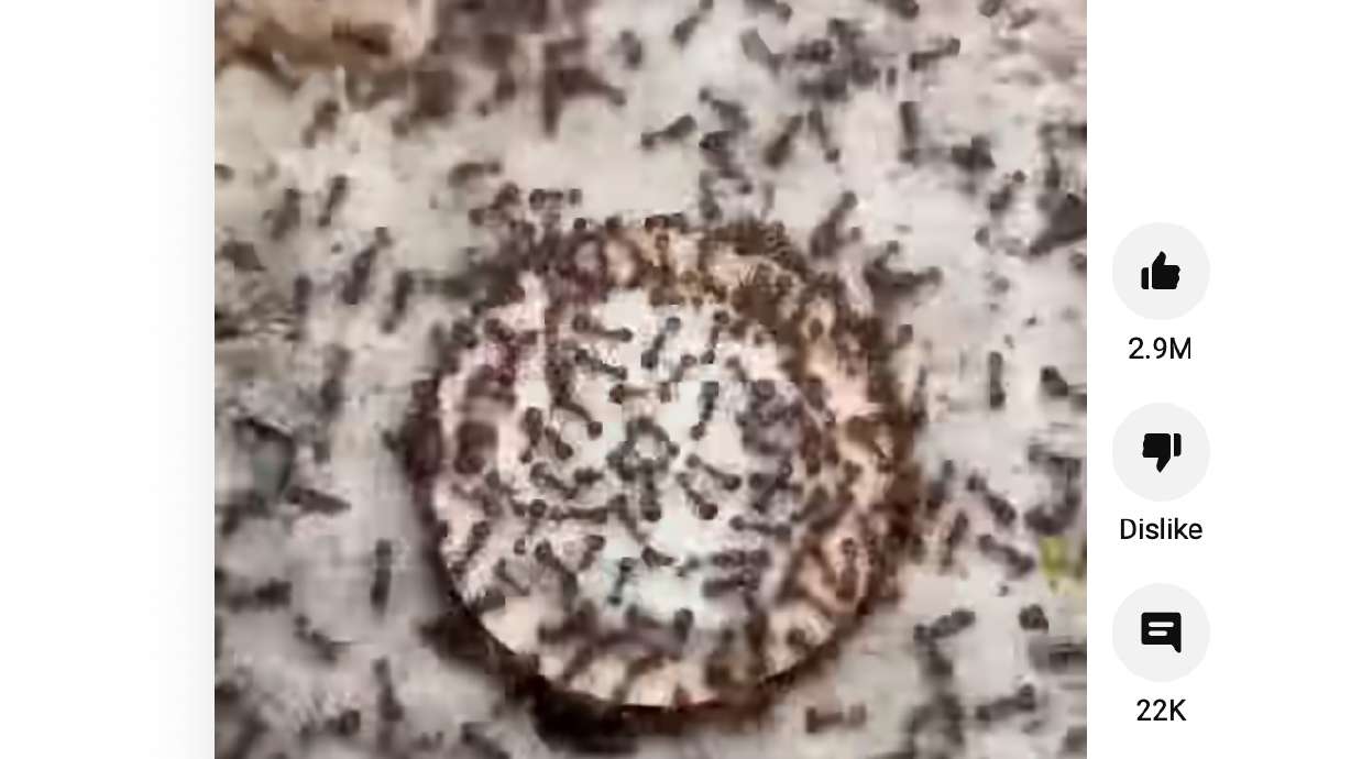 One guy has tethered the entertainment value of ants with a YouTube channel. In this video, he gives his ants a Golden Oreo and their reaction is pretty surprising.