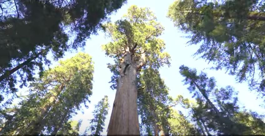 Trees stand hundreds and thousands of feet tall in the Giant Forest of Sequoia National Park in California.