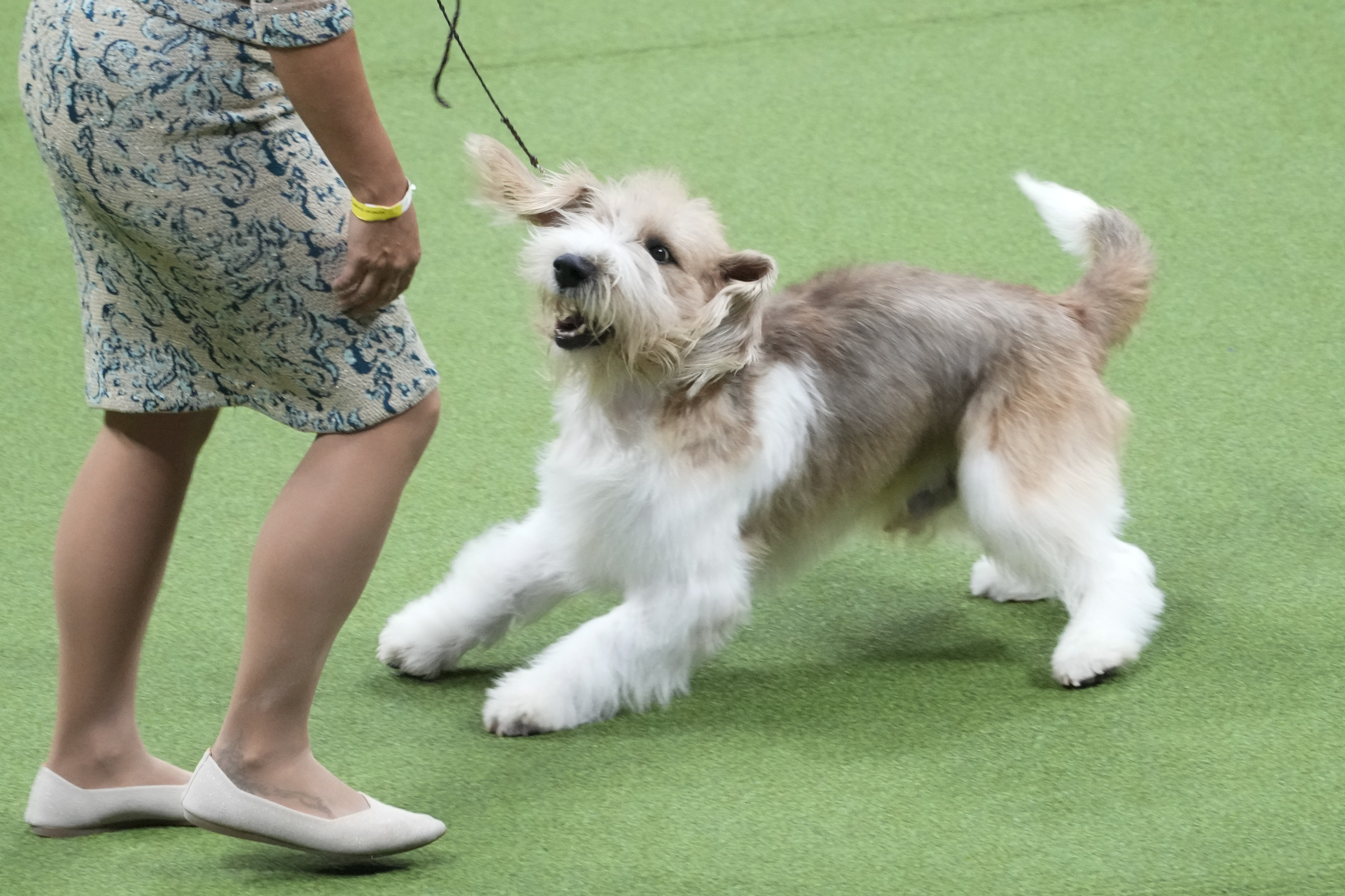 Buddy, a grand basset griffon vendéen, competes in the hound group competition during the 147th Westminster Kennel Club Dog show, Monday, May 8, 2023, at the USTA Billie Jean King National Tennis Center in New York. Buddy won best in hound group. 