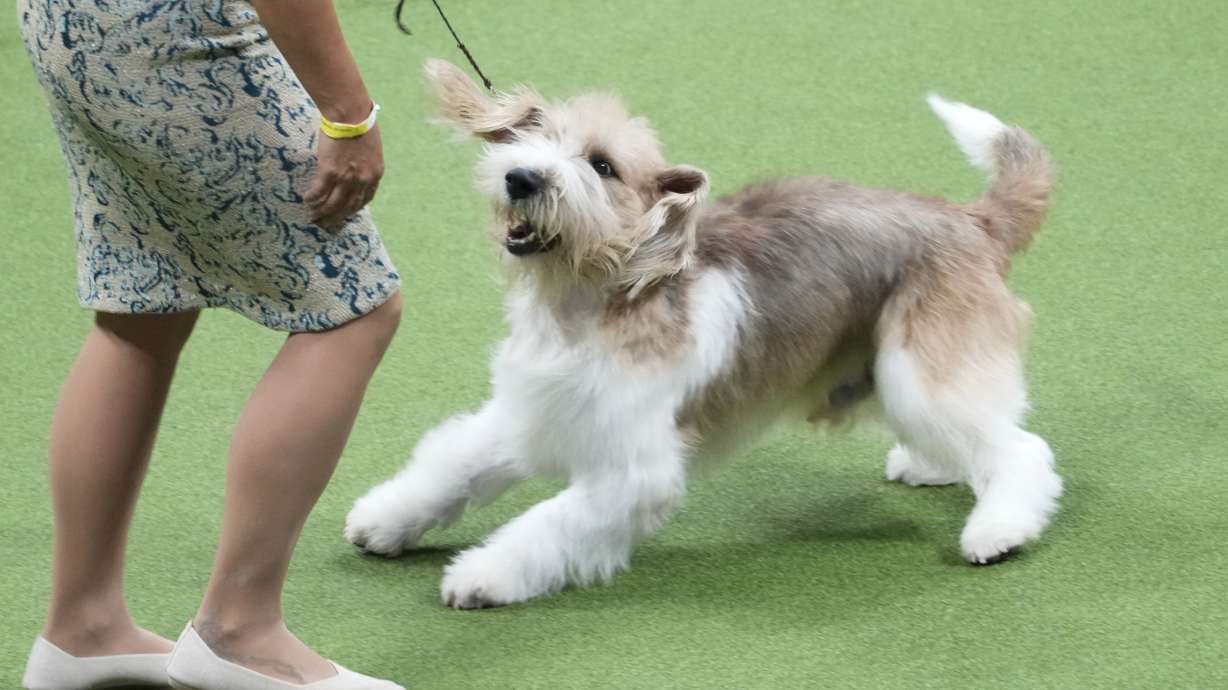 Buddy, a grand basset griffon vendéen, competes in the hound group competition during the 147th Westminster Kennel Club Dog show, Monday, May 8, 2023, at the USTA Billie Jean King National Tennis Center in New York. Buddy won best in hound group.