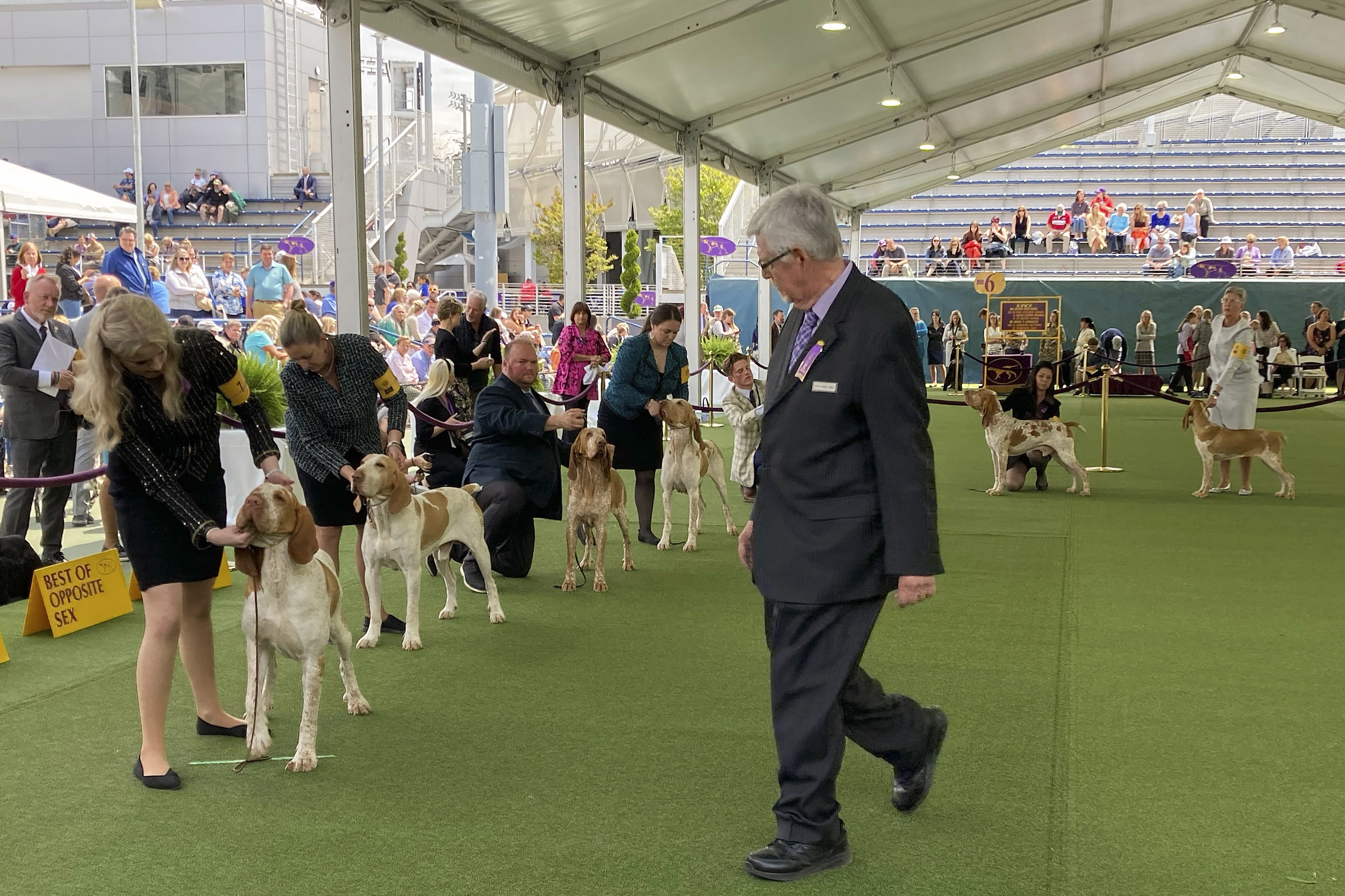 A judge examines dogs competing in the bracco Italiano breed during the breed's debut at the 147th Westminster Kennel Club Dog show, Tuesday, May 9, 2023, in New York. A dog named Lepshi, third from left, co-owned by country music star Tim McGraw, won best in breed. 