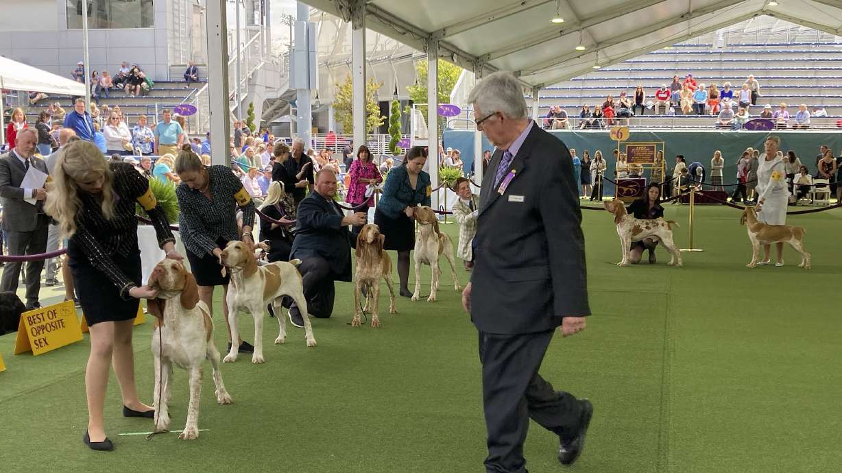 A judge examines dogs competing in the bracco Italiano breed during the breed's debut at the 147th Westminster Kennel Club Dog show, Tuesday, May 9, 2023, in New York. A dog named Lepshi, third from left, co-owned by country music star Tim McGraw, won best in breed.