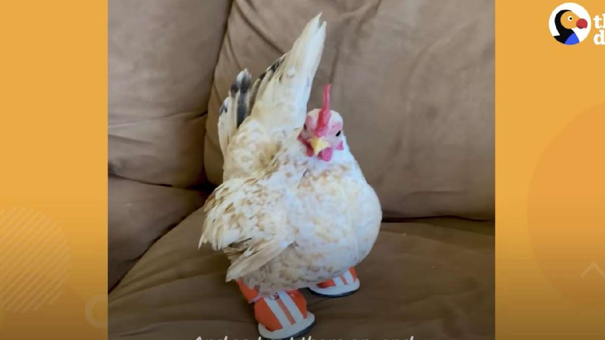 A chicken finds a new home and new relief.