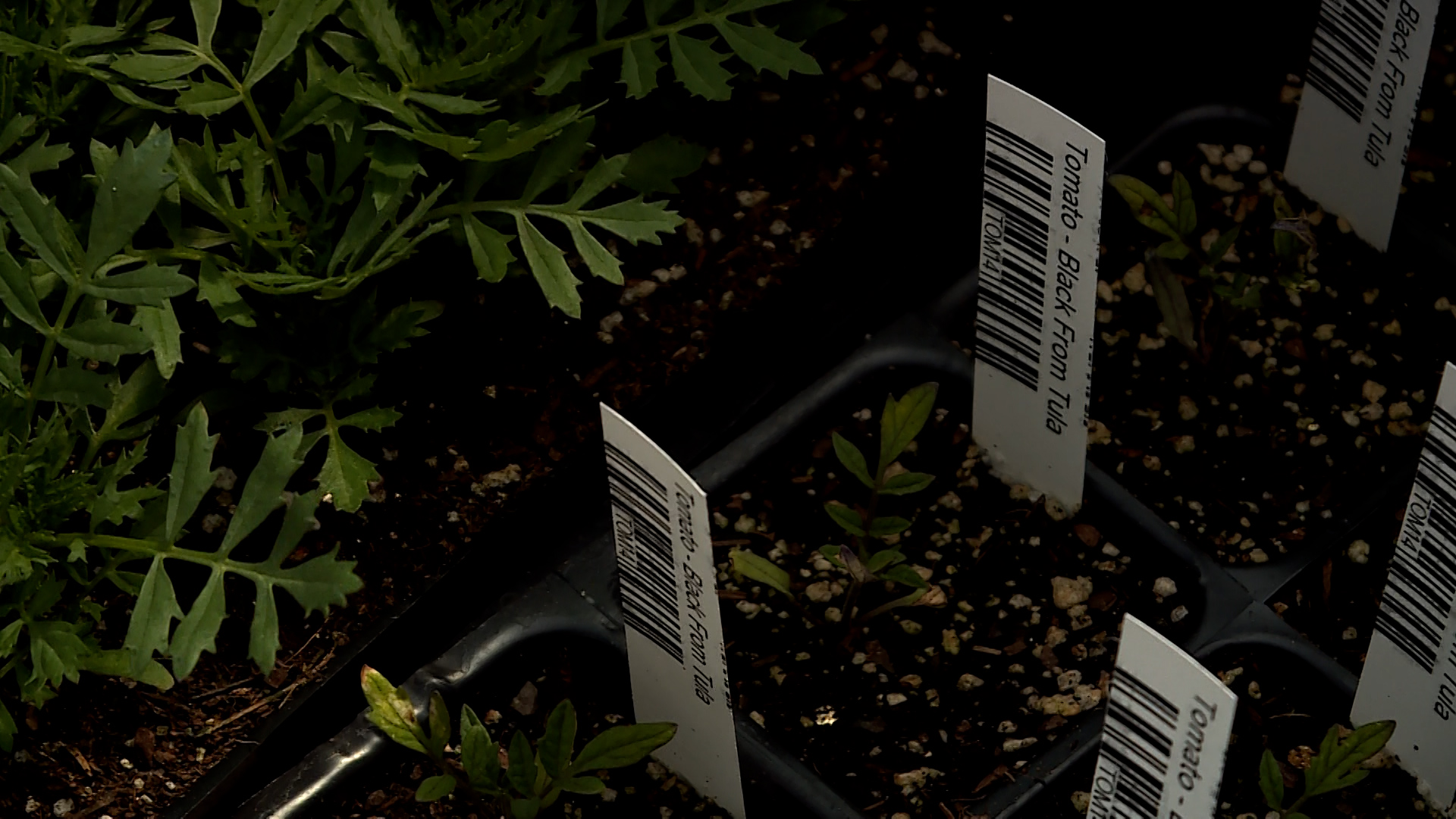 Starter plants can be less work, but Cynthia Stringham, owner of 42nd Street Greenhouse, says sowing seeds can save you even more money.