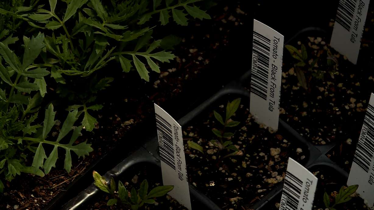 Starter plants can be less work, but Cynthia Stringham, owner of 42nd Street Greenhouse, says sowing seeds can save you even more money.