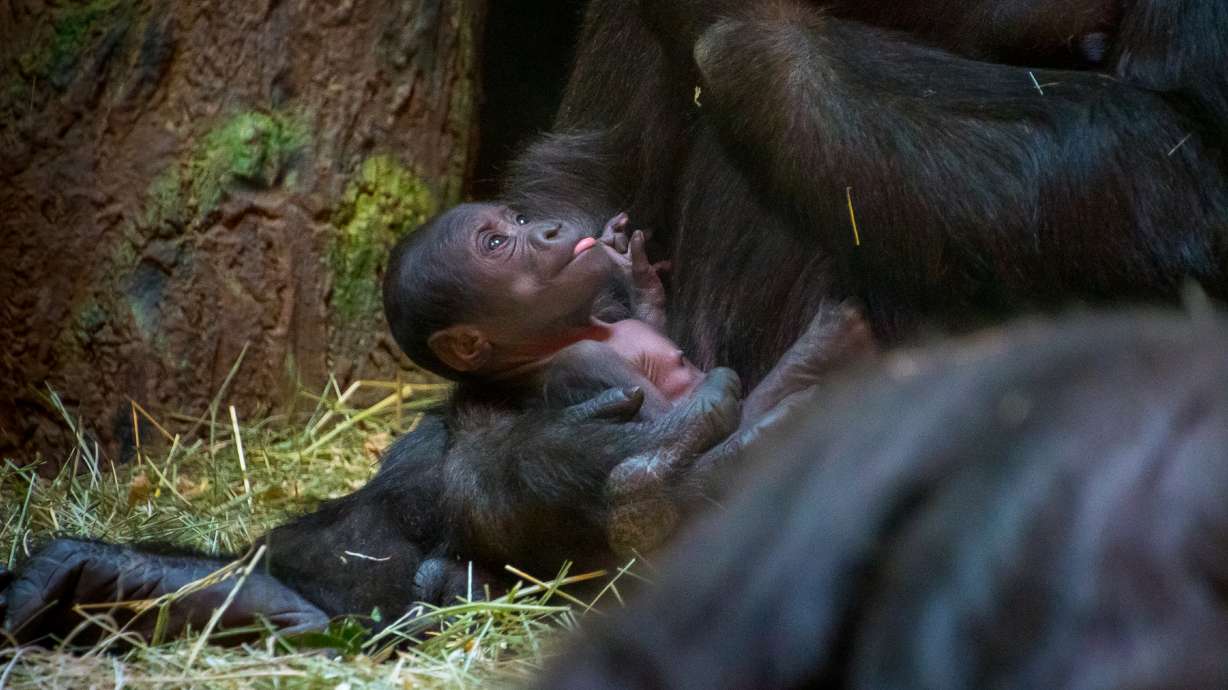Utah’s Hogle Zoo hosts its first "My Cubs and Me" event on Saturday to celebrate all family stages and dynamics.
