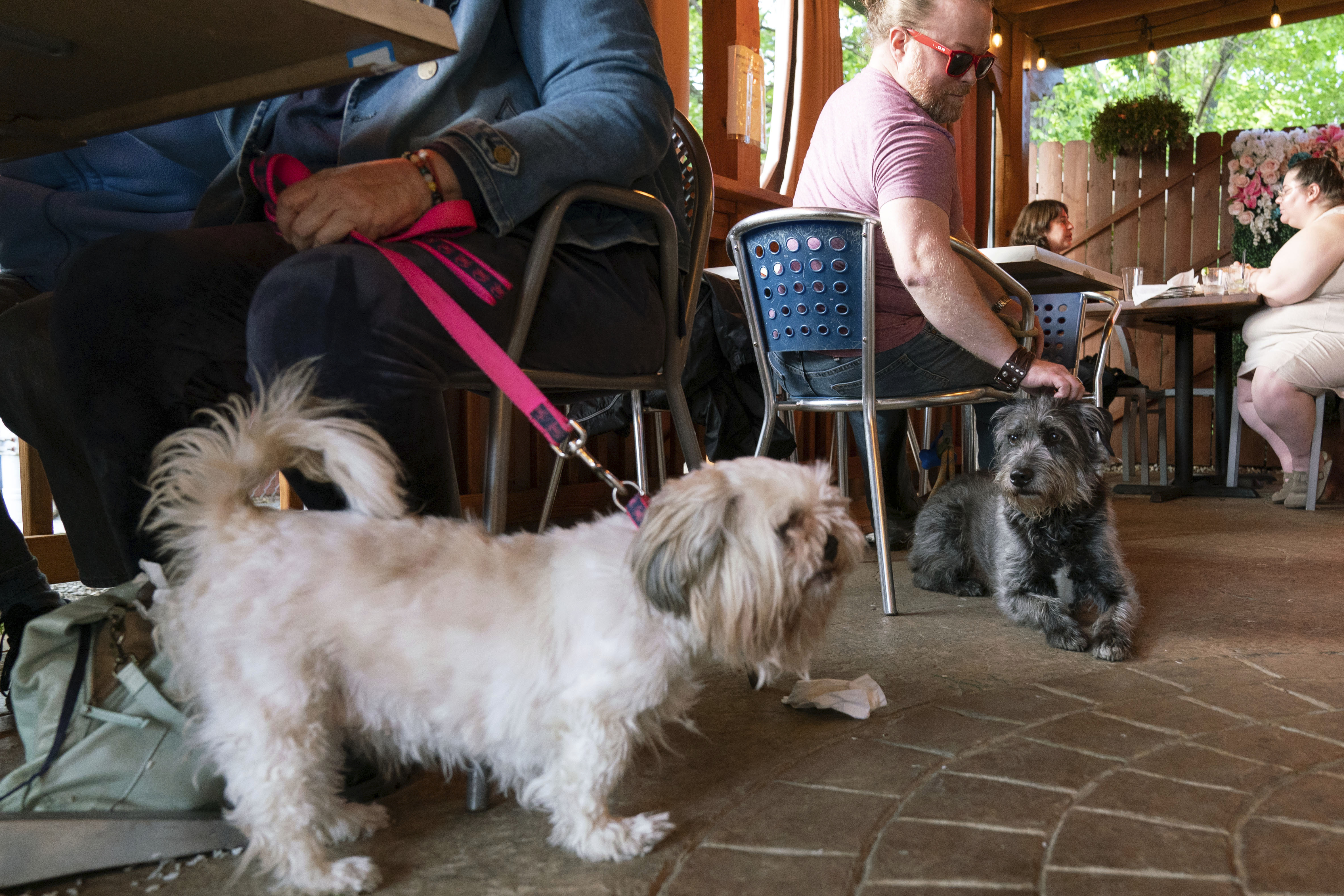 Monty Hobbs, right, and his dog Mattox sit next to another pet dog on the patio at the Olive Lounge in Takoma Park, Md., on May 4. Just in time for the summer dining season, the U.S. government has given its blessing to restaurants that want to allow pet dogs in their outdoor spaces. 