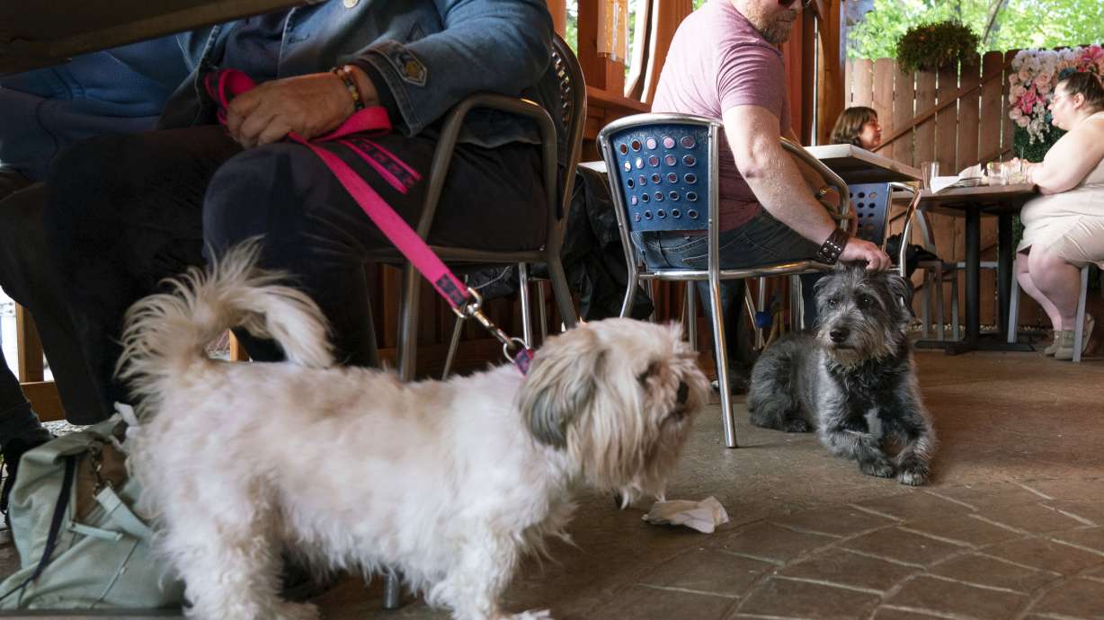 Monty Hobbs, right, and his dog Mattox sit next to another pet dog on the patio at the Olive Lounge in Takoma Park, Md., on May 4. Just in time for the summer dining season, the U.S. government has given its blessing to restaurants that want to allow pet dogs in their outdoor spaces.