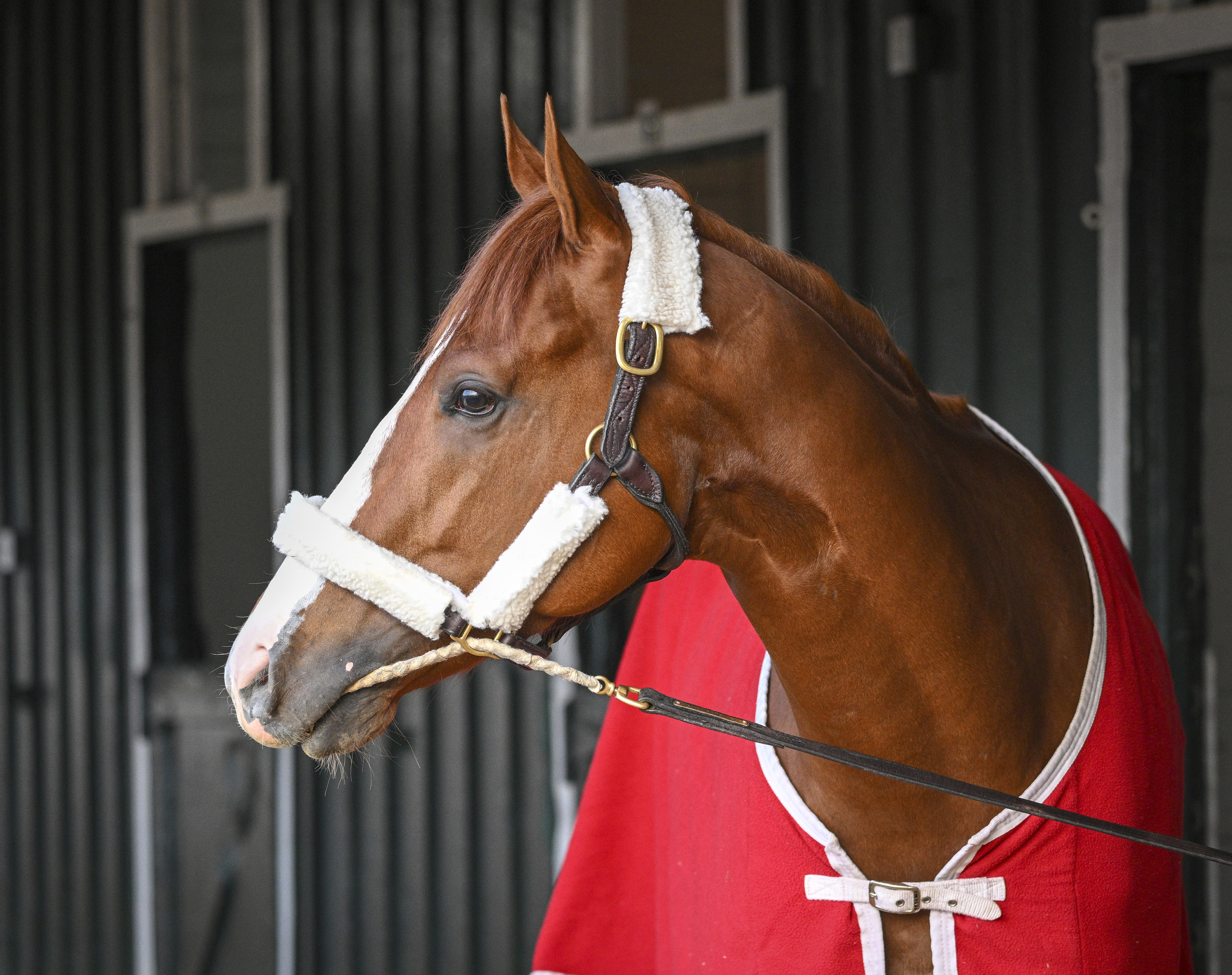 Kentucky Derby winner Mage looks around after arriving at Pimlico Race Course early Sunday, May 14, 2023 to prepare for this weekend's Preakness Stakes. 