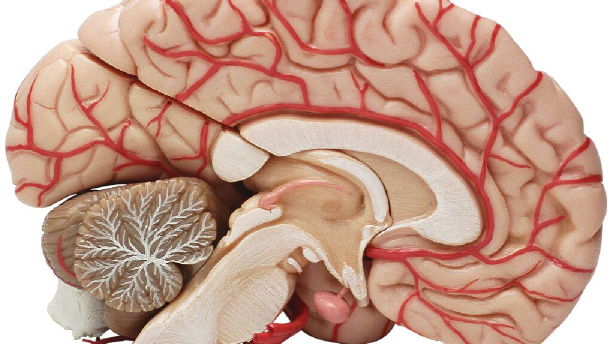 A small study from the University of Michigan offers evidence that an area of the brain associated with consciousness can experience a wave of activity for some people right before they die.