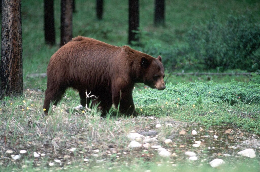 A Wyoming hunter faces up to a year in jail and a $10,000 fine if he is convicted of killing a protected grizzly bear outside Yellowstone National Park.