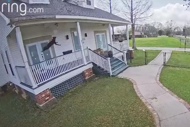 A black labrador somehow escapes this Louisiana home
while the owners are out on March 2.