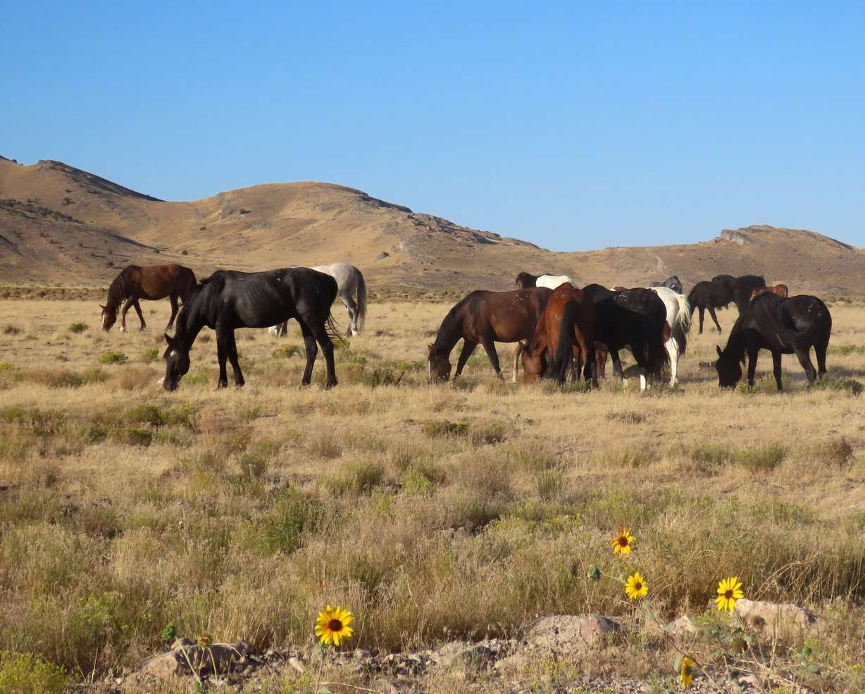 Wild horses are a common sight along the Pony Express Trail in Utah's West Desert.