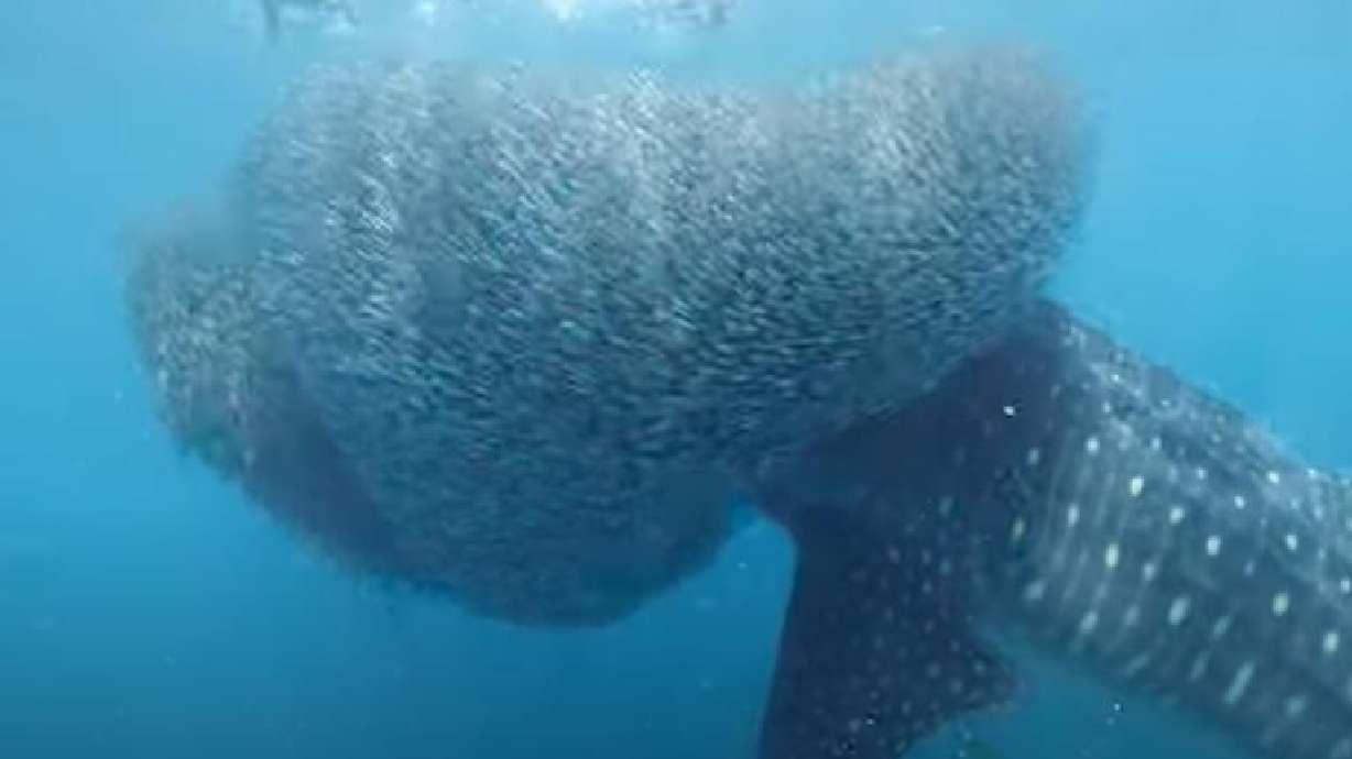 A whale shark devours fish in a bait ball in the Ningaloo Reef, off the coast of Western Australia.