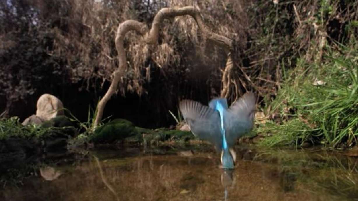 A kingfisher dives into a pond for its next meal in this image taken from a video posted May 17, in Spain.