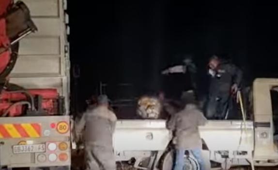 Crews attempt to relocate a lion presumed to be sedated, in South Africa, in this July 14, 2022 video.