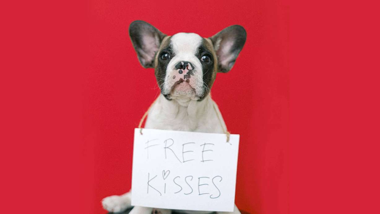 It's Free Adoption Week at the Humane Society of Utah