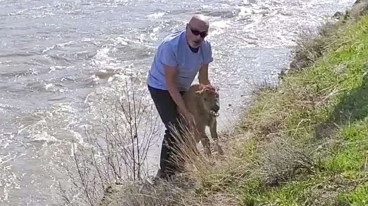 Officials are investigating an incident in which a man disturbed a bison calf at Yellowstone National Park.