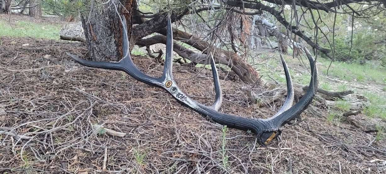 A photo of the elk trophy found at Valley Mountain near Wells, Nevada, on Friday. It had been placed there as a part of a scavenger hunt that began on May 1.