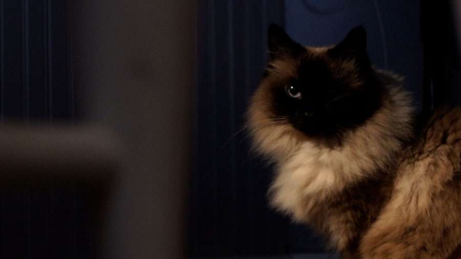 Christopher Browning is facing a charge of cruelty to animals after Susan reported he assaulted two of her cats.