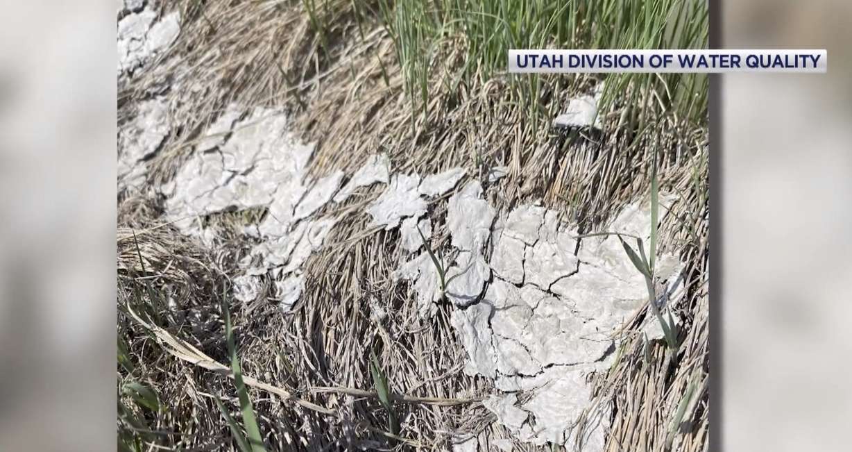 The Utah Division of Water Quality has noticed a bacterial growth on the edge of the water at the Lee Kay Wildlife Conservation Training that can be deadly to dogs.