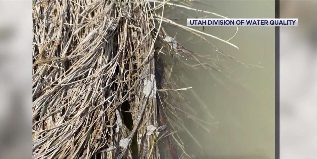 The Utah Division of Water Quality has noticed a bacterial growth on the edge of the water at the Lee Kay Wildlife Conservation Training that can be deadly to dogs.