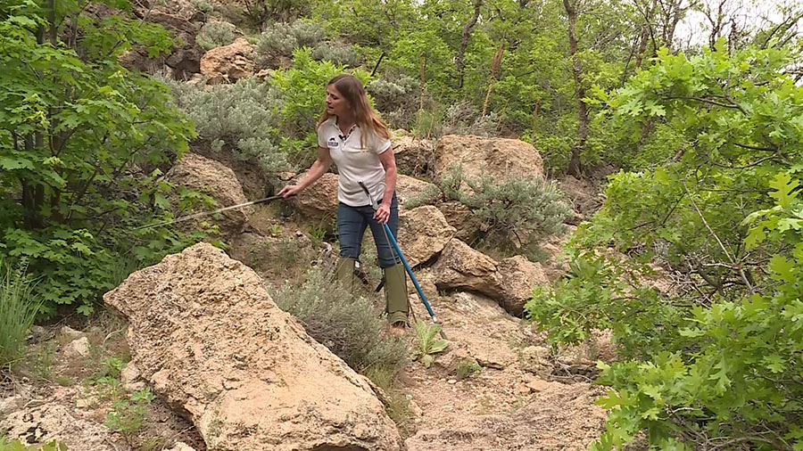 Kim Beck hikes up a trail on May 28 with long metal pole tools and a bucket that said "Danger: Venomous Reptiles" on the side. She helps relocate snakes to ensure hikers' safety.