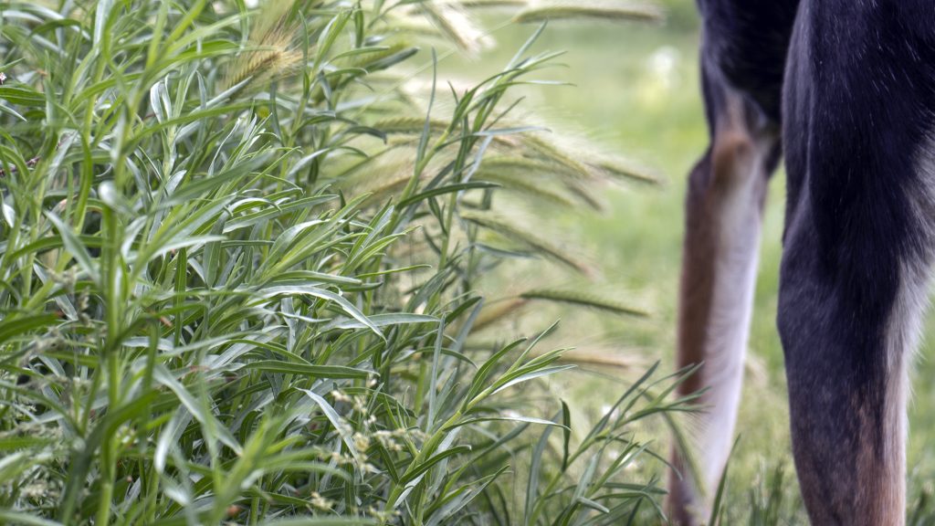 Hare barley grows in Cedar City on May 25. Pets can get dangerous injuries from foxtails and other weeds.