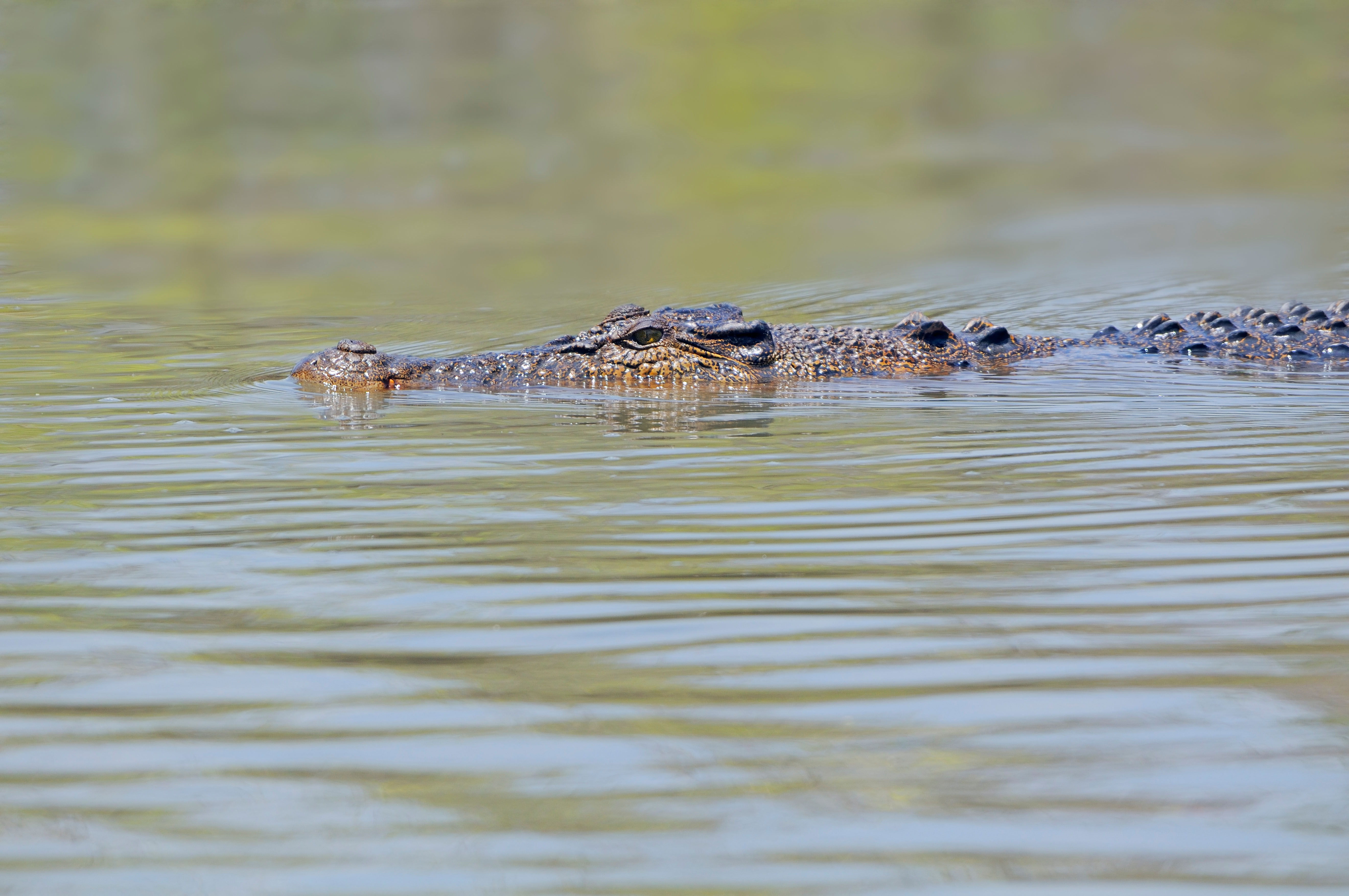 A man was bitten on the head by a crocodile while snorkeling in Australia but survived.