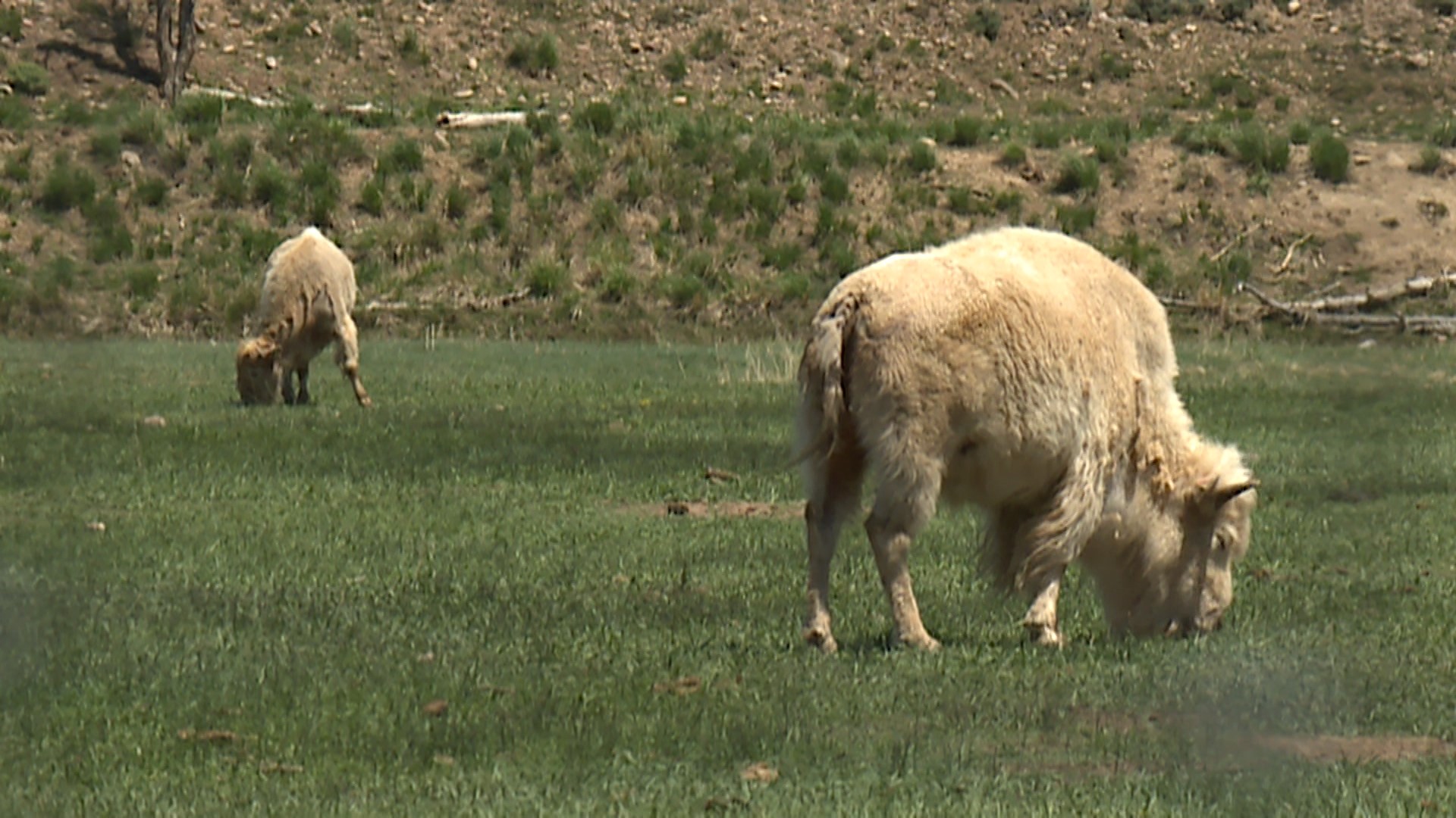 A new white bison calf is bringing many people to Evanston, Wyoming, but it might not be as rare as some people think.