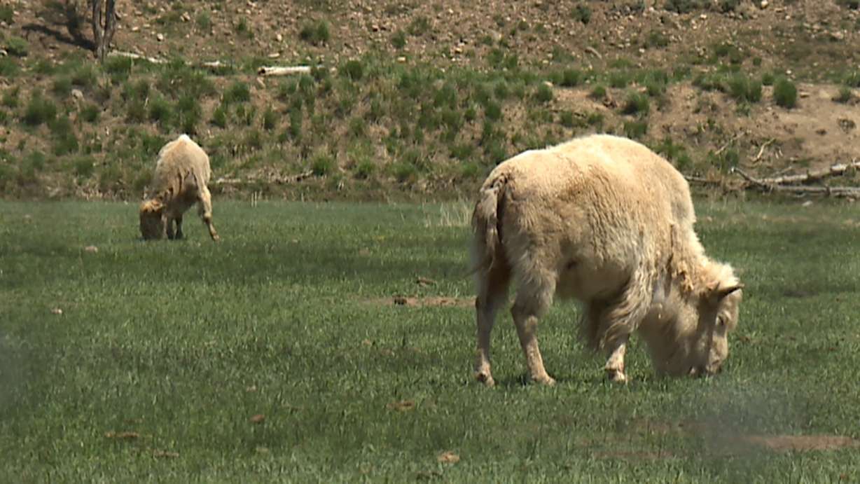 A new white bison calf is bringing many people to Evanston, Wyoming, but it might not be as rare as some people think.