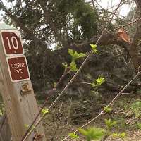 Crews work to clear snapped trees, avalanche debris in Little Cottonwood Canyon