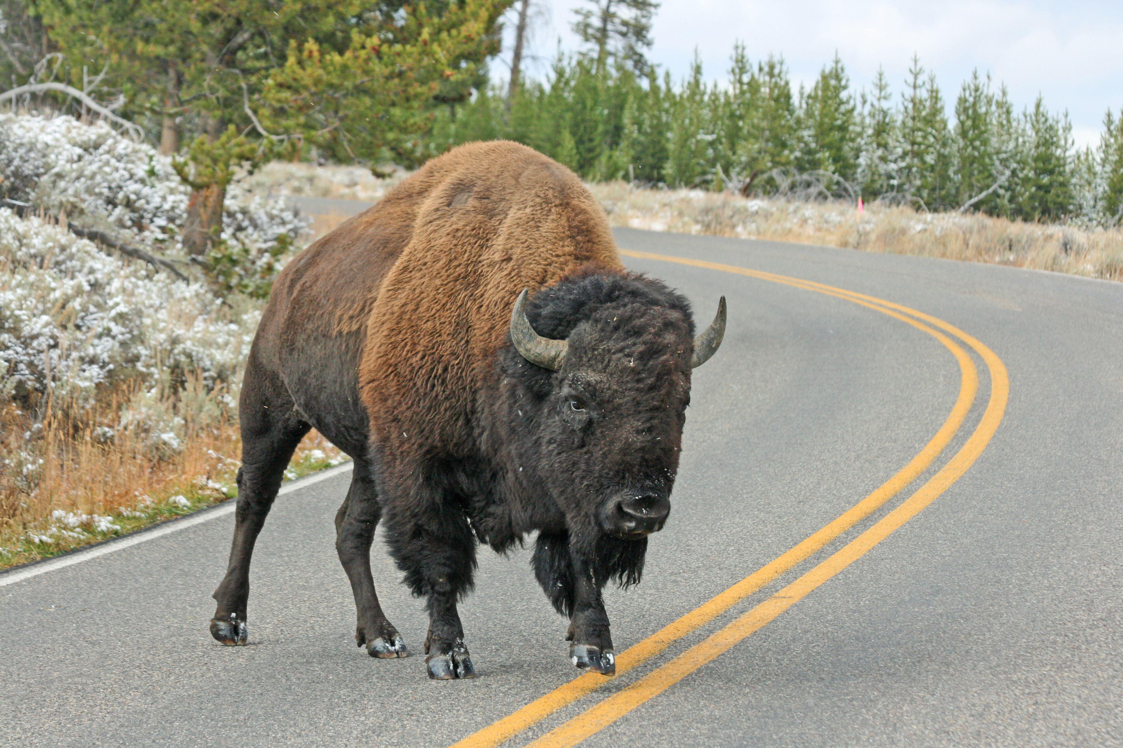 Video of a tourist trying to get a photo with a bison at Yellowstone National Park is another reminder why visitors should stay a safe distance from wildlife.