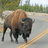 Woman trying to take photo with bison reminds us to stay back from large animals in Yellowstone