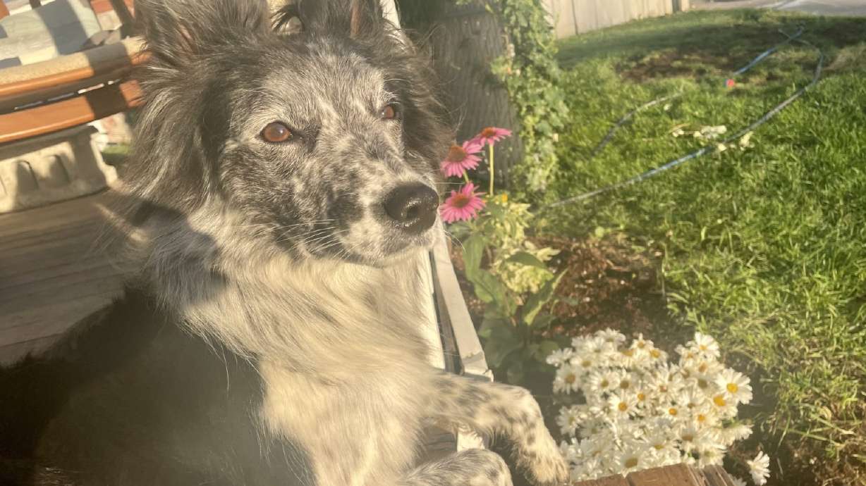 Remi, a five-year-old Border Collie/Blue Heeler mix, was shot and killed in her owner’s driveway on 13th Street in Idaho Falls Tuesday morning.