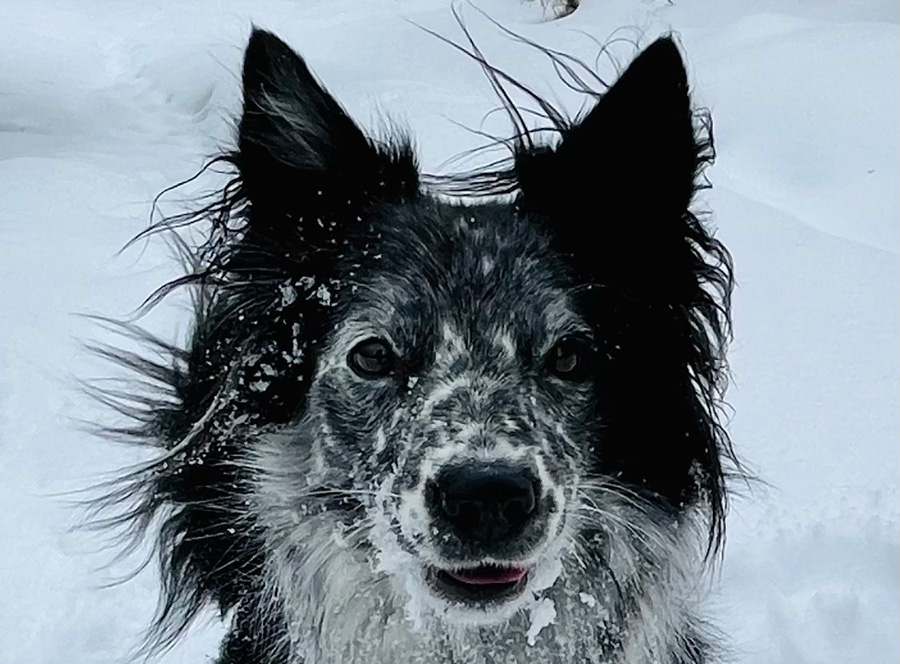 Remi the dog was an “icon” in her neighborhood, according to Xavier Desforges.