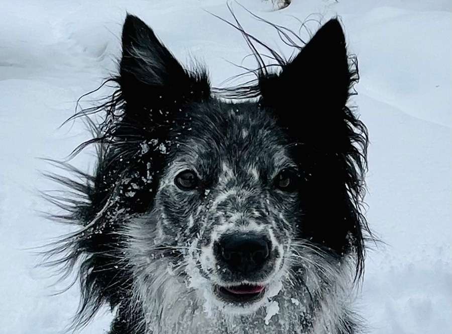 Remi the dog was an “icon” in her neighborhood, according to Xavier Desforges.