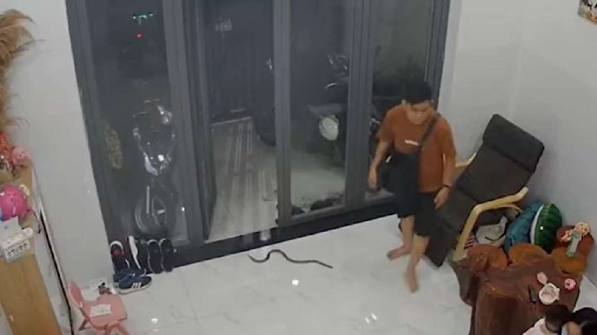 A snake enters this Vietnam home, almost completely unnoticed.