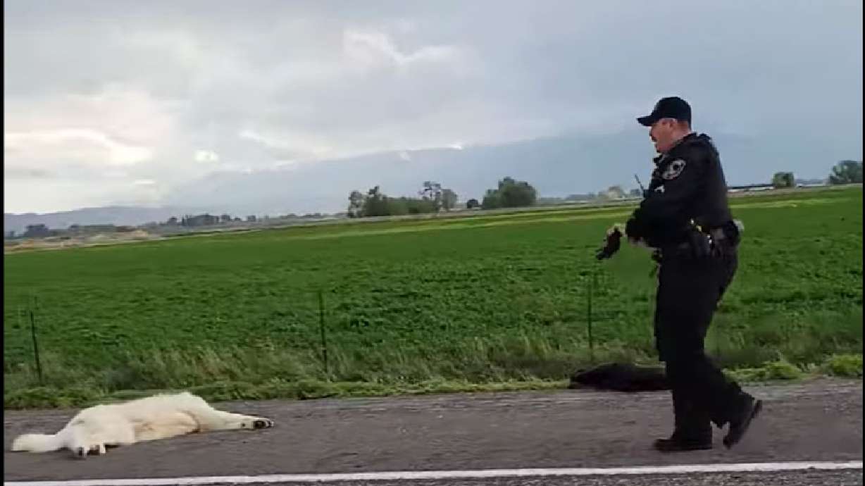 Two of the dogs in this screenshot were shot and killed by Heyburn police officers Saturday after running loose on Interstate 84.