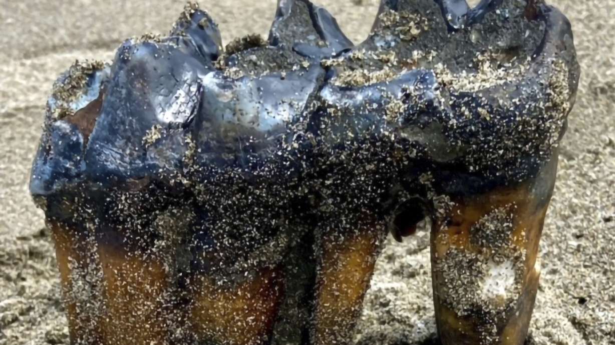 This May 26 photo shows a mastodon tooth in the sand at an Aptos, Calif., beach. A woman taking a weekend stroll on the beach discovered it.